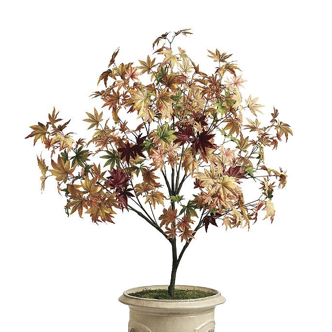 Indoor/Outdoor 5 ft. Maple Tree