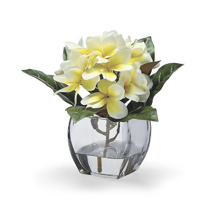 Frangipani in Glass Cube