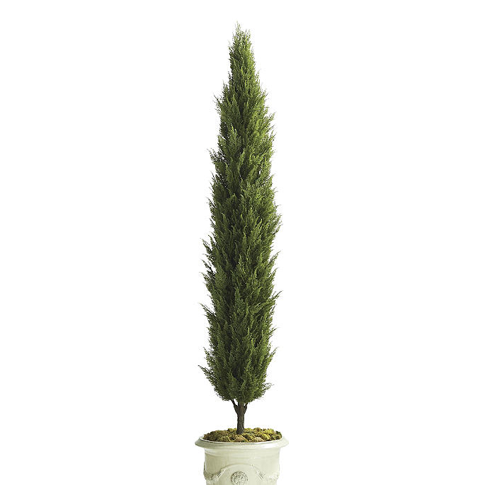Indoor/Outdoor Cypress Tree