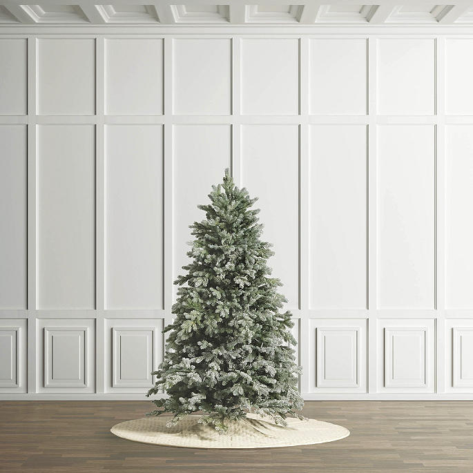 Downswept Noble Fir Tree